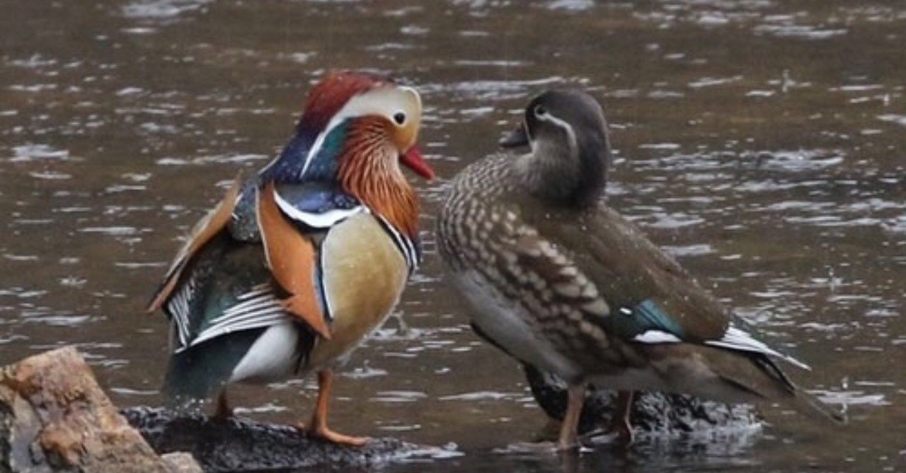 第26回 野鳥のオスメスの見分け方 翆野 大地 Note