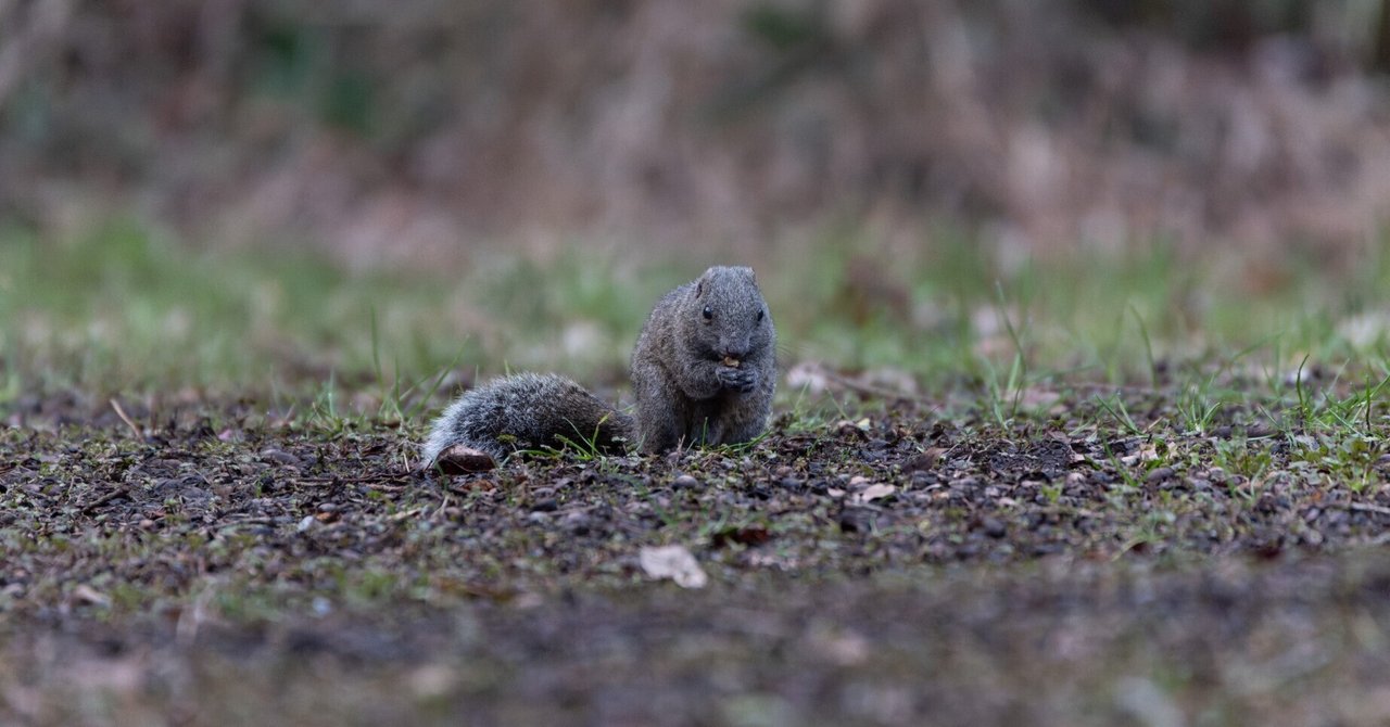 832 タイワンリス｜RURI