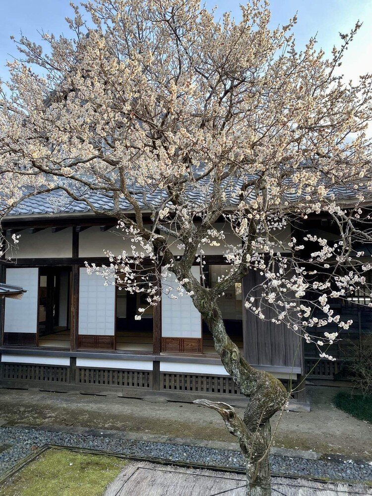 水戸市は『弘道館』。梅の開花の便りを受けて足を向かわせる。