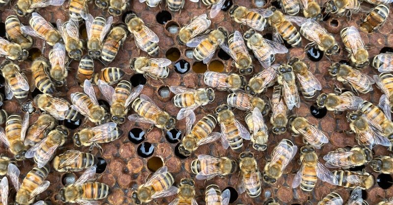 僕の養蜂元年。2022年ミツバチとの暮らし。