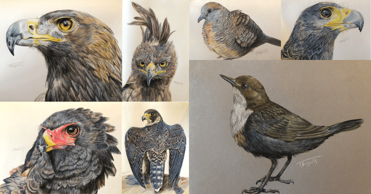 Gama氏作  鳥の絵  その1 世界の国鳥 nomad books: National Birds Around the World｜青