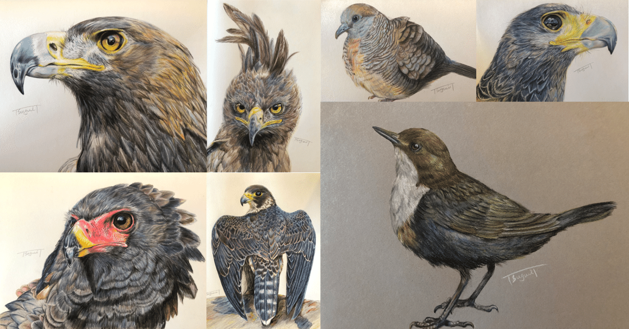 鳥の絵を載せるだけの日 19｜橘鶫TachibanaTsugumi