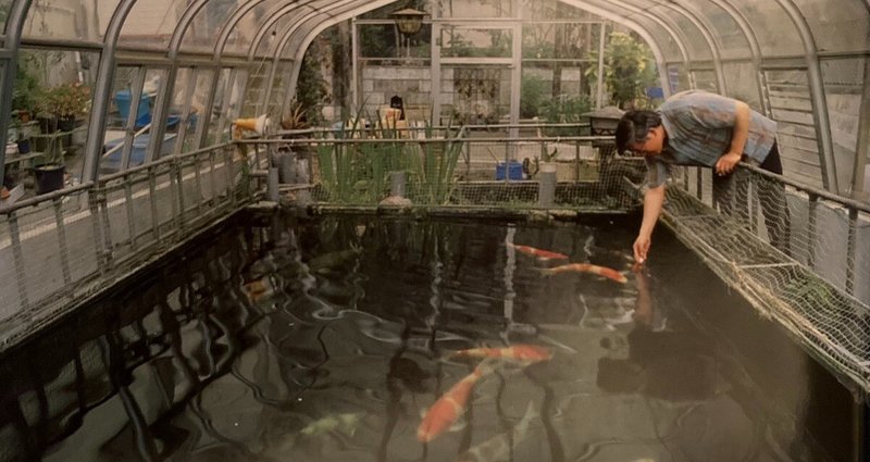 錦鯉 -今月の魚病対策- - 2023-02|嘉数研二 | 魚病研究委員|note 錦鯉 -今月の魚病対策- - 2023-02|嘉数研二 | 魚病研究委員|note
