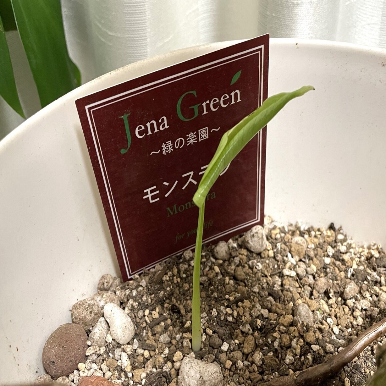 5年以上部屋の中で育てているモンステラ、1ヶ月ほど前に葉っぱが多く