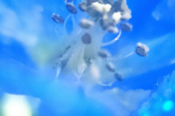 デルフィニウムの花言葉は清明高貴つぼみの形がイルカに似てるとかでドルフィンからきてる名前らしいです の新着タグ記事一覧 Note つくる つながる とどける デルフィニウムの花言葉は清明高貴つぼみの形がイルカに似てるとかでドルフィンからきてる名前らしいです の新着タグ記事一覧 Note つくる つながる とどける