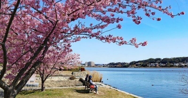 浜松市内で河津桜のお花見ができるスポットを紹介します