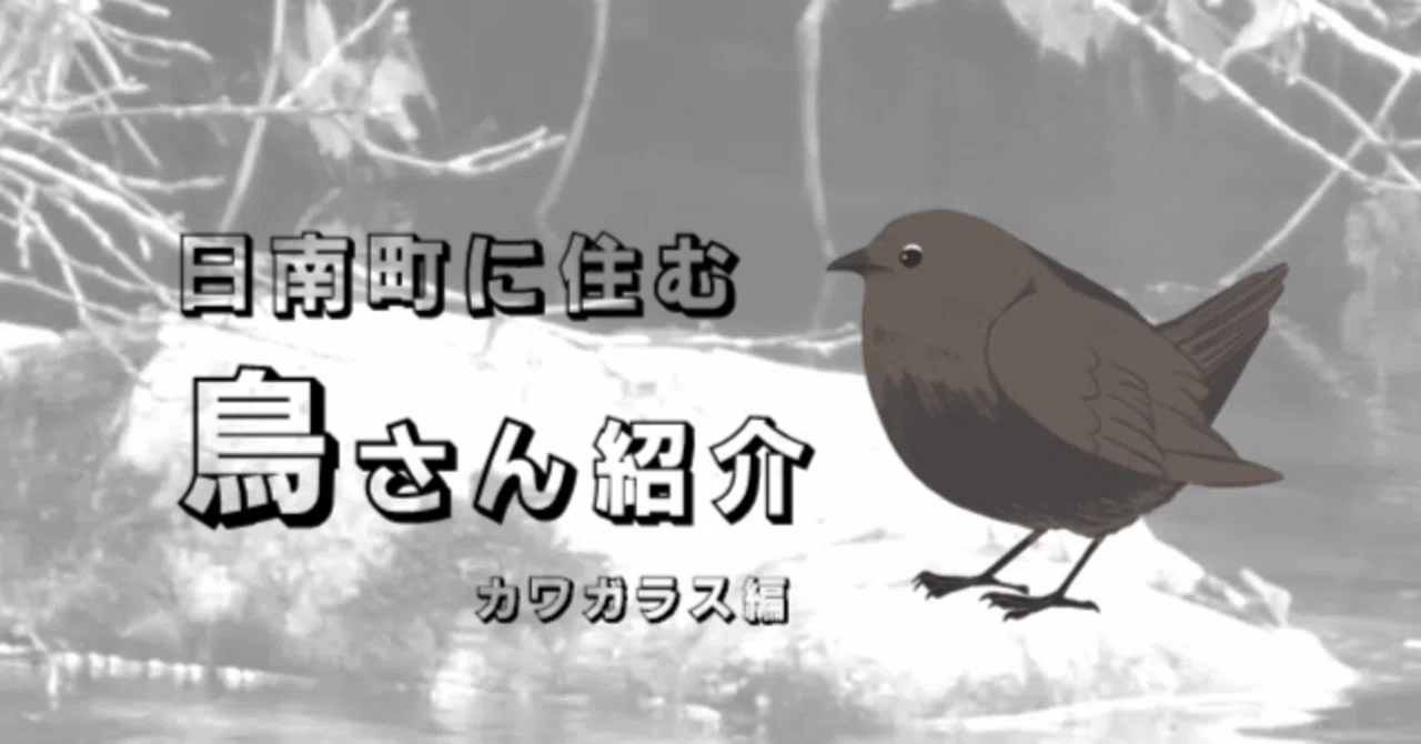 A Waterproof Chubby Bird!? Introducing the Birds of Nichinan Town