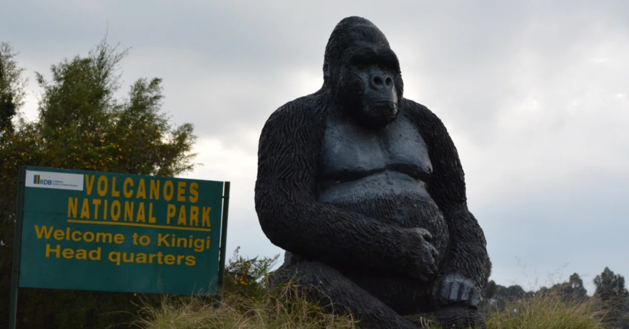 ゴリラトレッキング🦍inルワンダ｜えみぴゅう