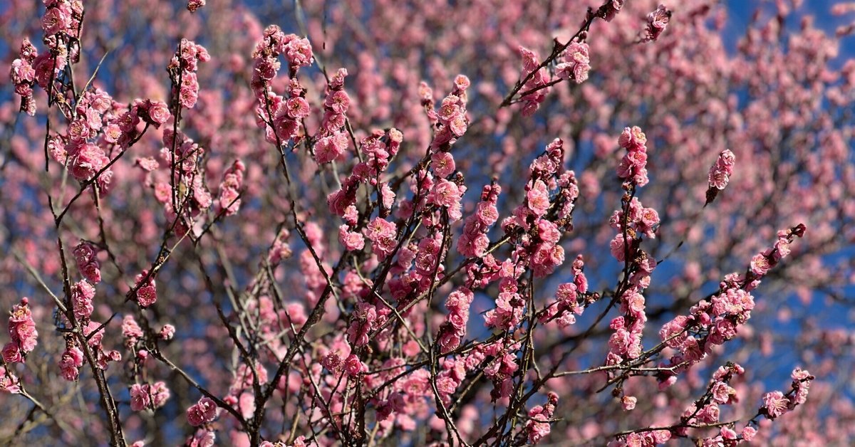 春慶塗り × 梅の花 20180214-2-768x1024.jpg