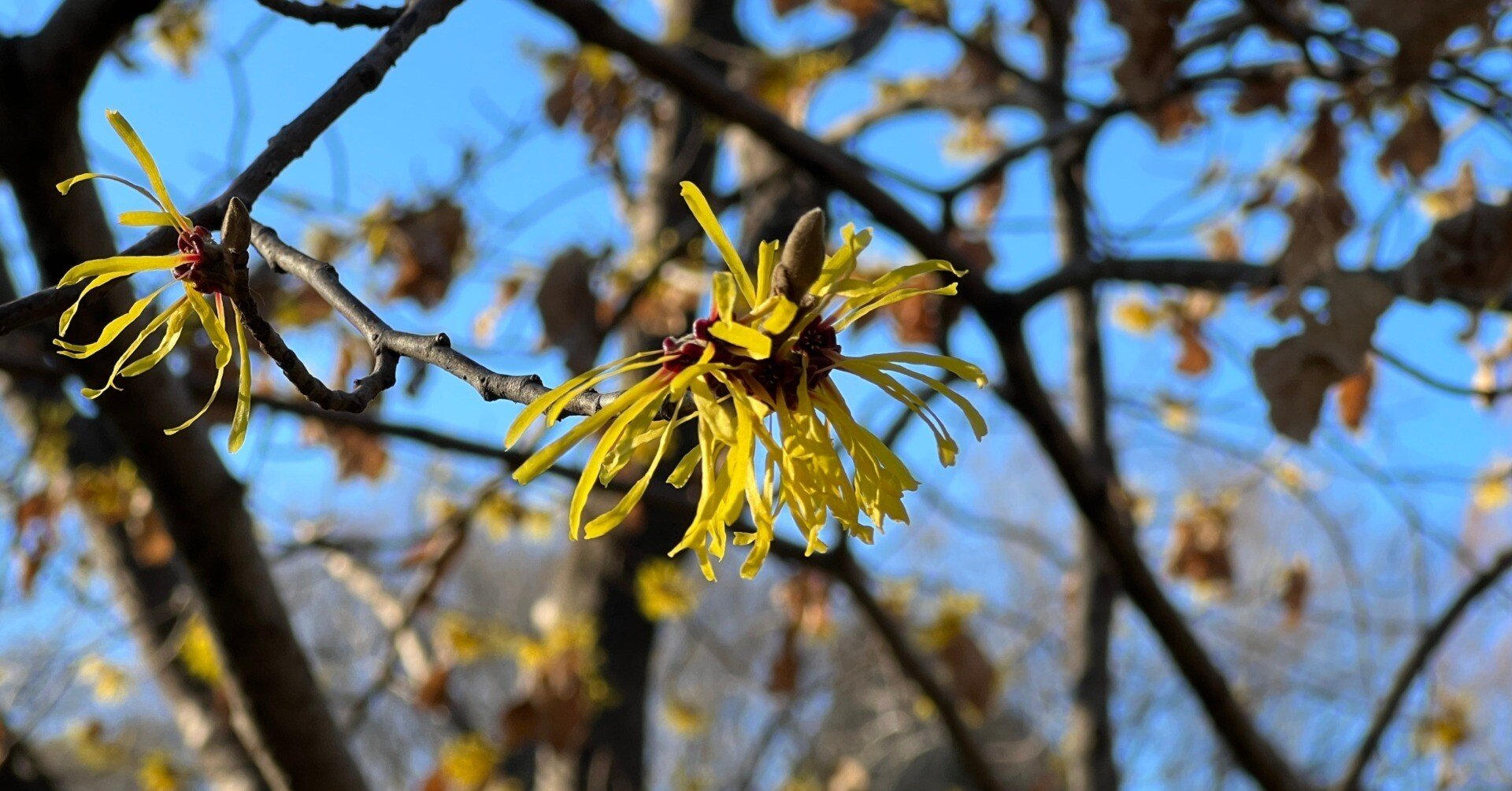 2023.02.16 満作（マンサク、万作） ｜日本花卉文化株式会社