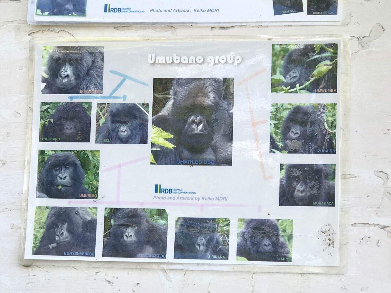 ゴリラトレッキング🦍inルワンダ｜えみぴゅう