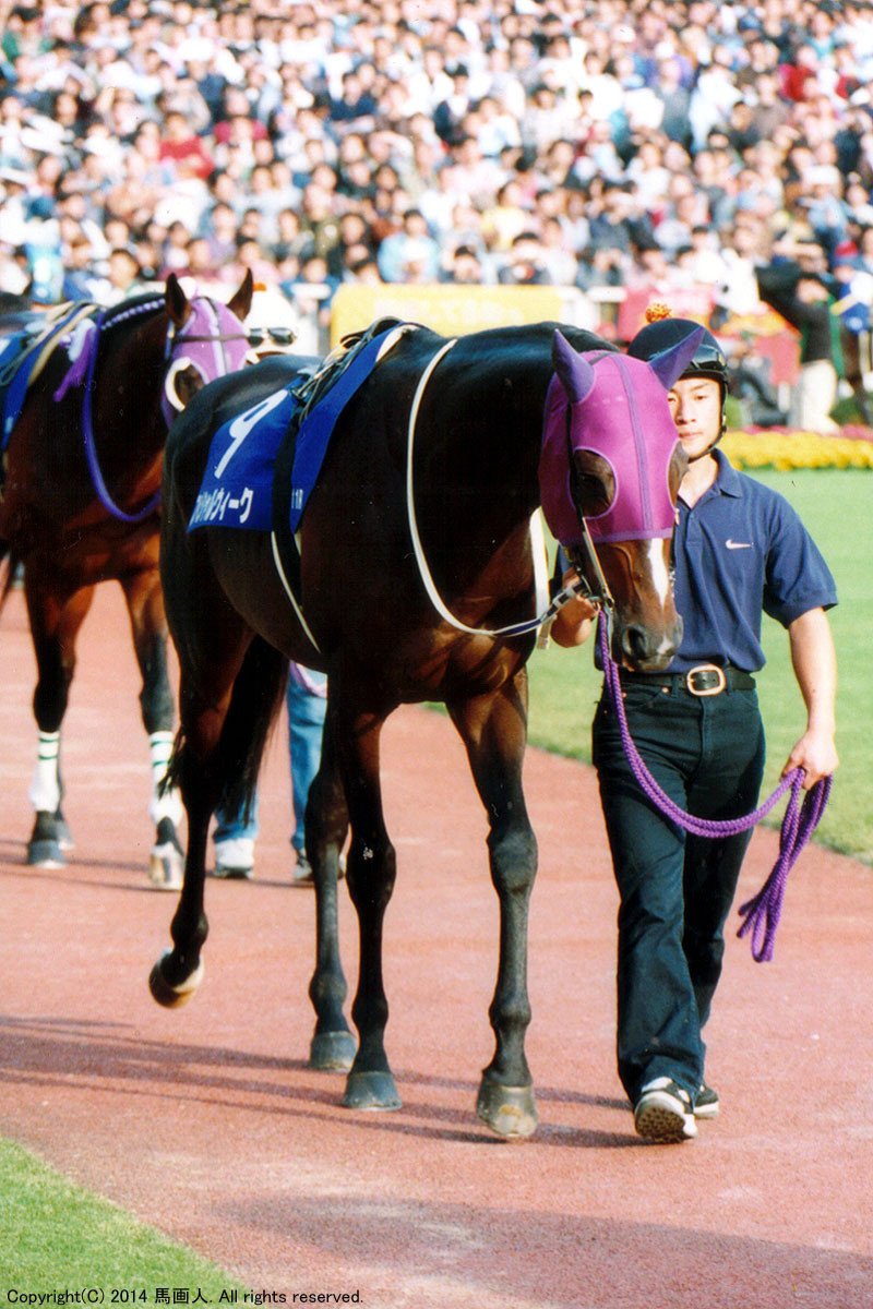 クリスマスツリー特価！ 特価 スペシャルウィーク 武豊 天皇賞秋 競走馬 写真 パネル コレクション