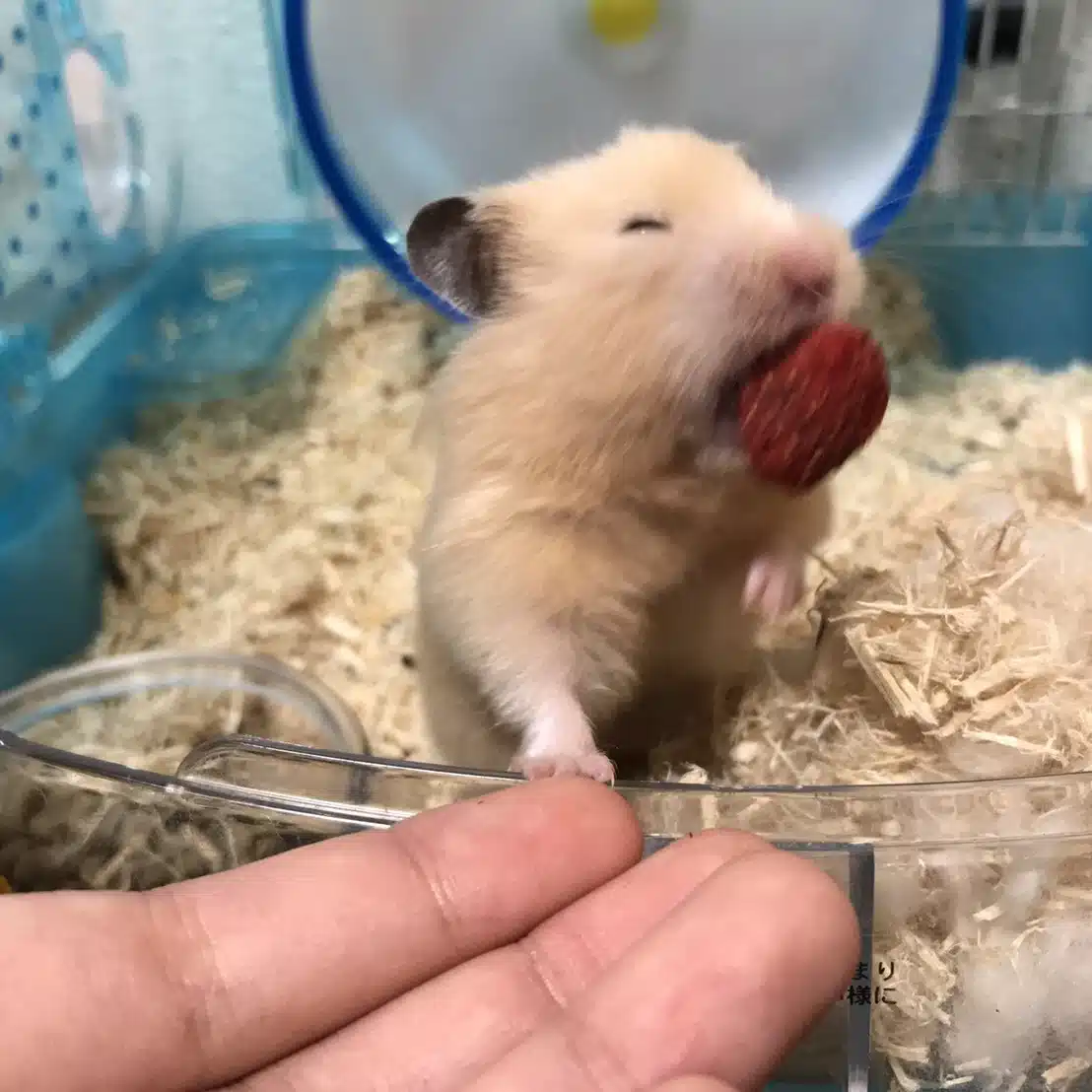 きんくま卿