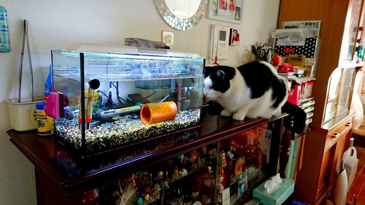 熱帯魚は食べられる と本気で思っていた思考が受け継がれていた件 スギタ Note