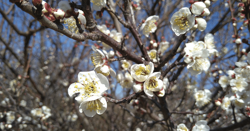 梅開花