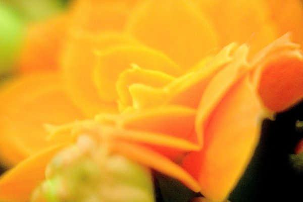 カランコエの花言葉幸福を告げるあなたを守るたくさんの小さな思い出 の新着タグ記事一覧 Note つくる つながる とどける カランコエの花言葉幸福を告げるあなたを守るたくさんの小さな思い出 の新着タグ記事一覧 Note つくる つながる とどける