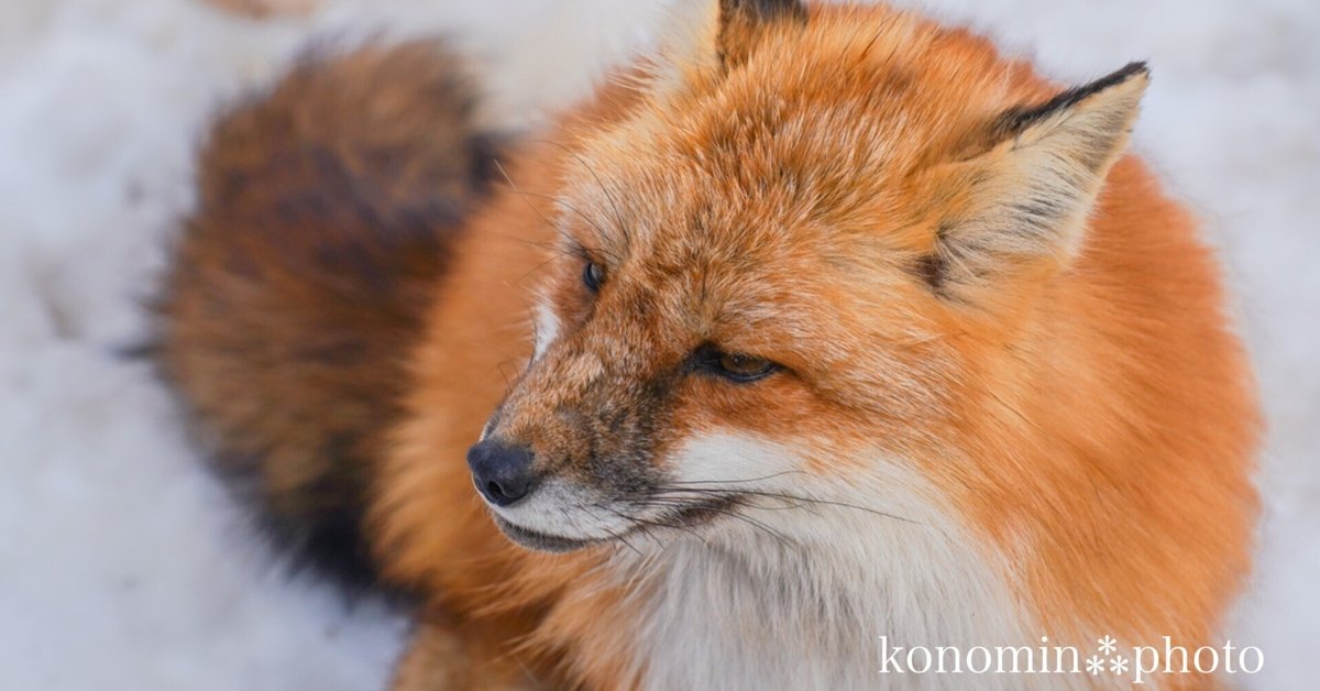 キツネ写真集「もふみキツネパン」 | キツネグッズショップ