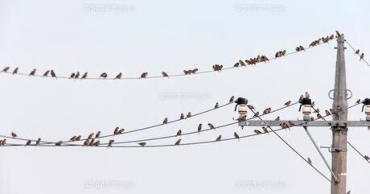 第2396回 鳥の雑学 ⑻｜翆野 大地