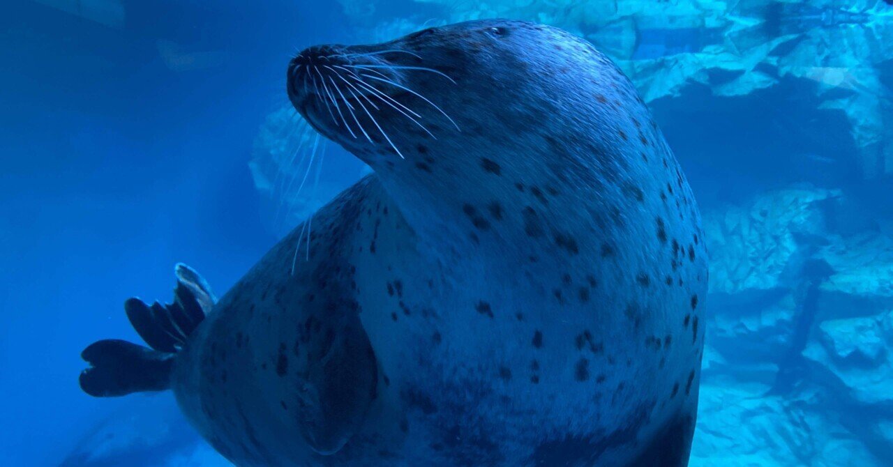 遠くを見つめるアザラシ様専用 アボニア クイナリア2株セット 【公式通販】