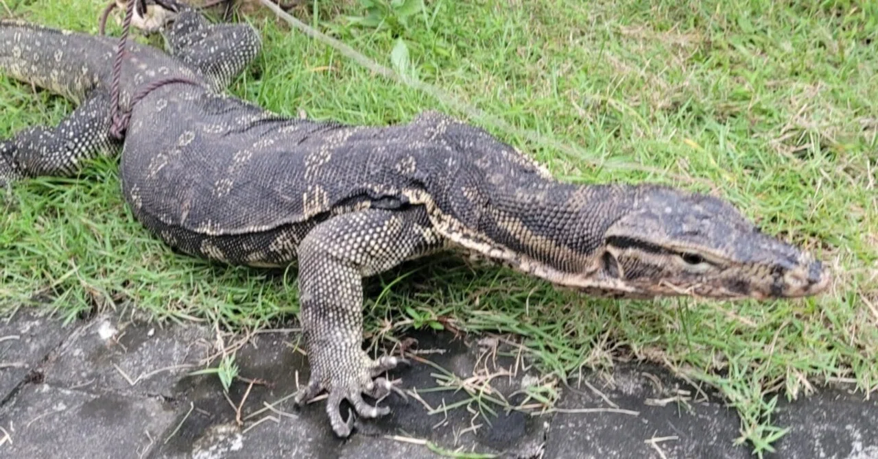 コモドドラゴン？バリ島の自宅前のどぶ川で見つけたオオトカゲの話