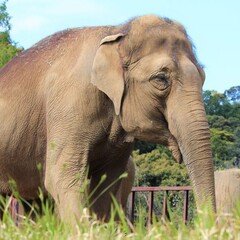 音声配信＝人気ゾウのシャンティ　いつまでも日本平動物園に　骨格標本制作へ