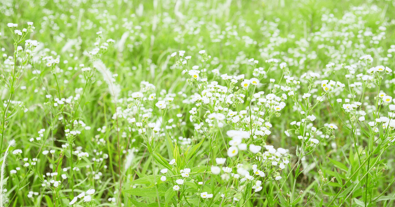 【子育て】春の草花を観察◎
