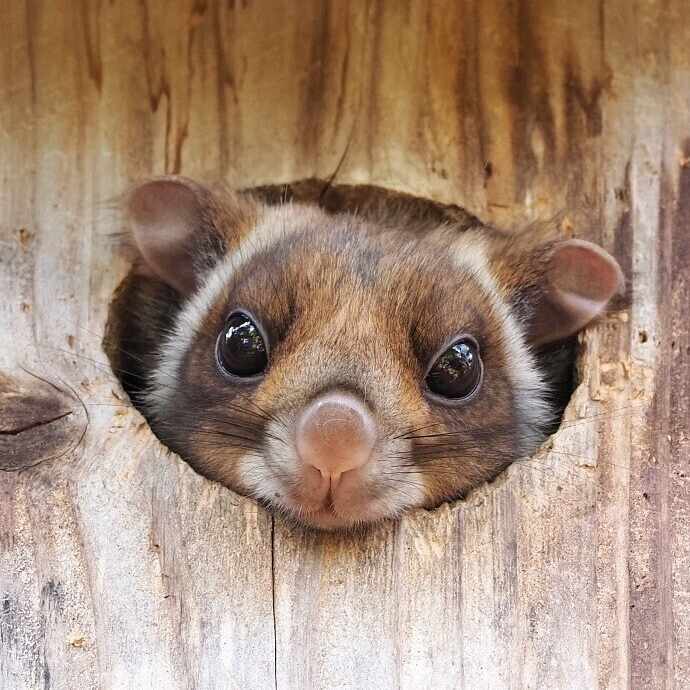 大塚敏之｜星野リゾート