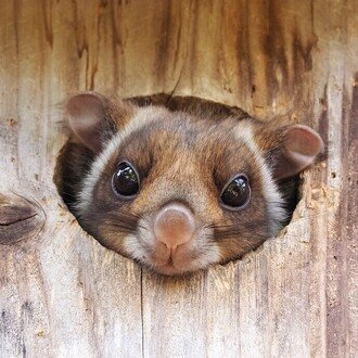 大塚敏之｜星野リゾート