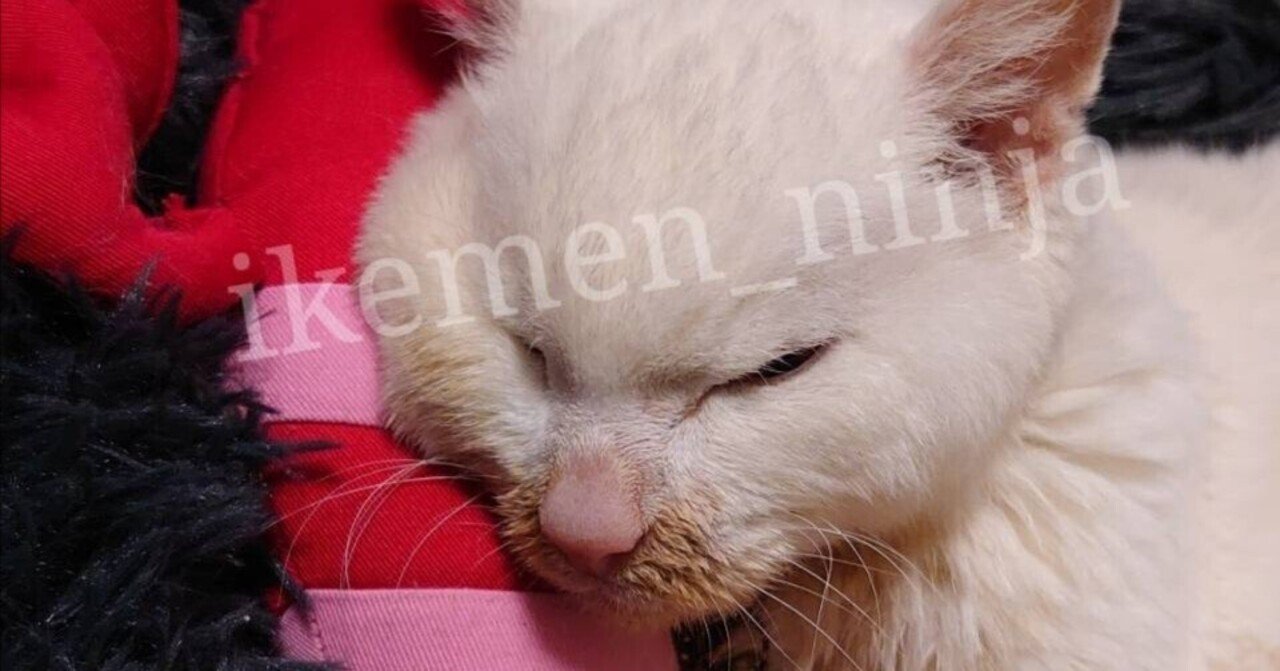 愛すべき「毛割れ」。老猫の毛並みケア｜如月紅庵