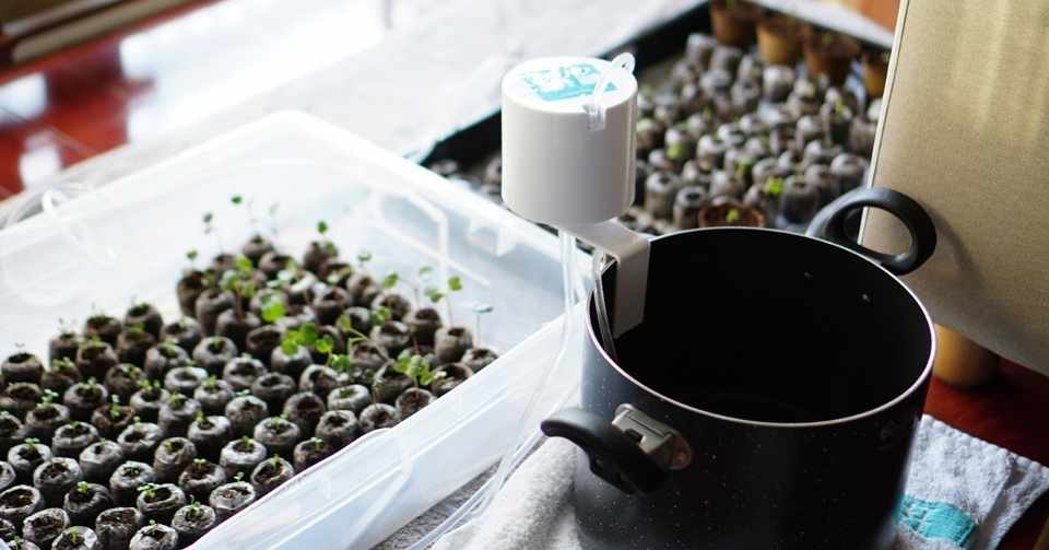 留守中の水やりとチキンラーメン ゆかこ Note