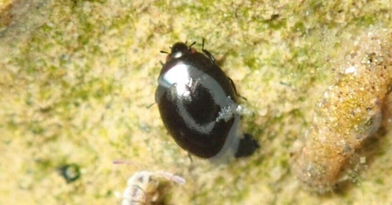 湿岩性甲虫探し―クロサワツブミズムシとコマルシジミガムシ―｜hydraenids
