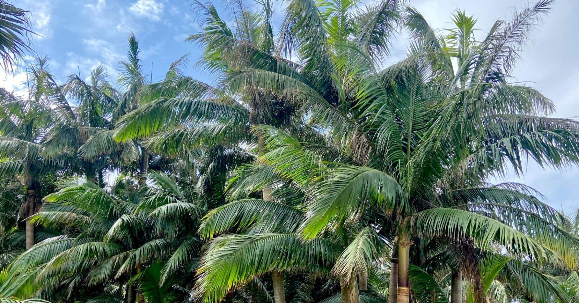 樹木図鑑 その② ヤエヤマヤシ ～誰かにとっての”世界一”は、本当に