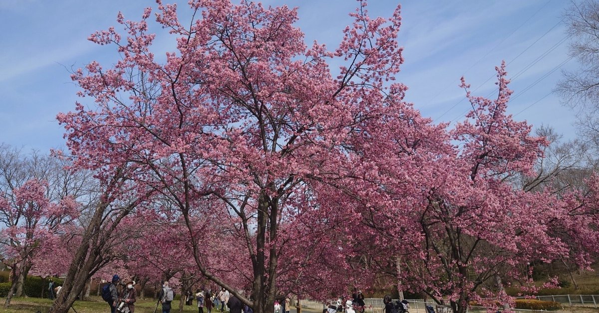 花博記念公園鶴見緑地2021年3月1日-10日【早咲き桜】｜レタス