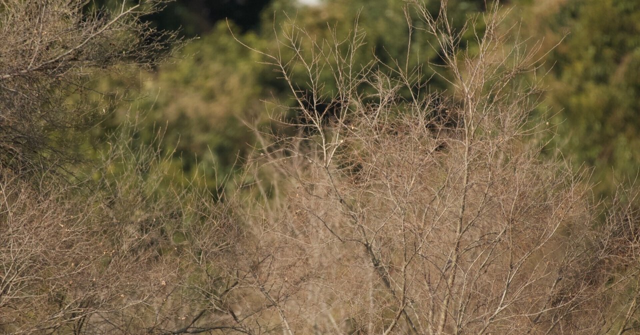 冬枯れの景色｜roco* ｜note