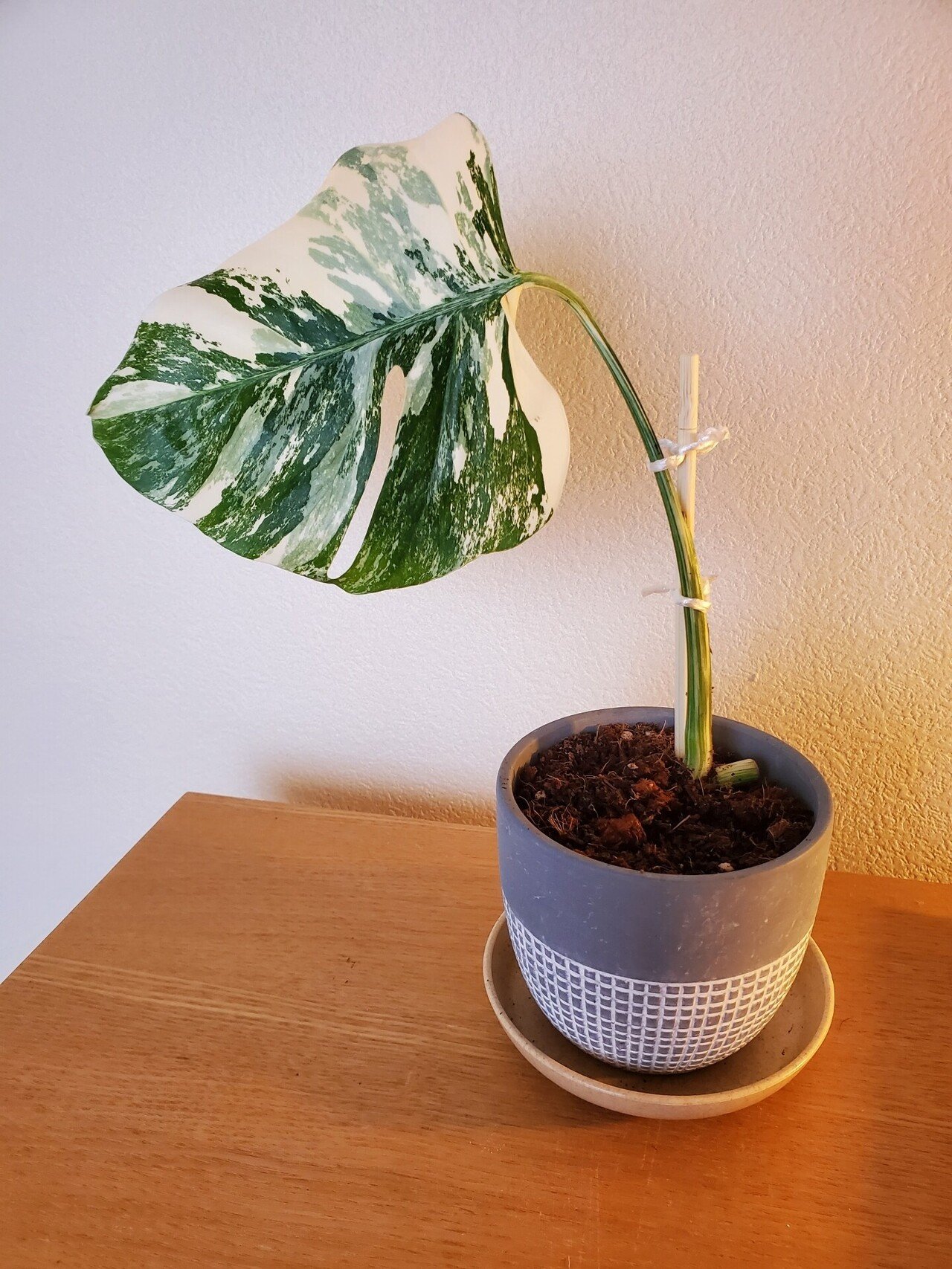 モンステラ タイコンステレーション 大株 ⑧〔Monstera​ Thai