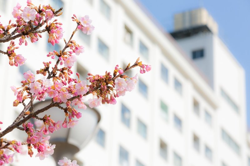 河津桜おすすめスポット情報 ポートレート撮影目線 さっとん Jk撮影フォトグラファー Note 河津桜おすすめスポット情報 ポートレート撮影目線 さっとん Jk撮影フォトグラファー Note