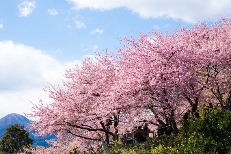 区 桜 江戸川 河津