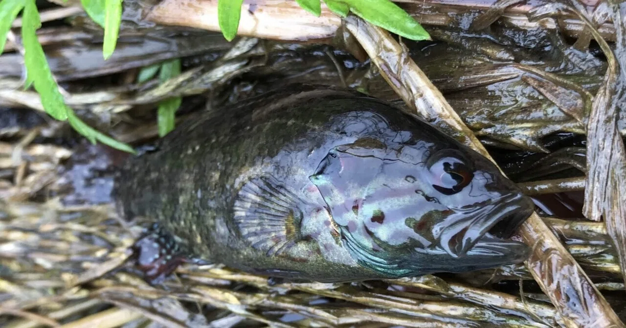 関東に淡水珍魚を求めて#4〜トウキョウのオヤニラミ〜｜GAKU
