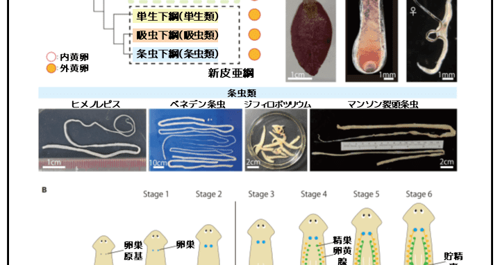 プラナリアの有性化物質5 ～いろいろな扁形動物～｜かわいせーざん