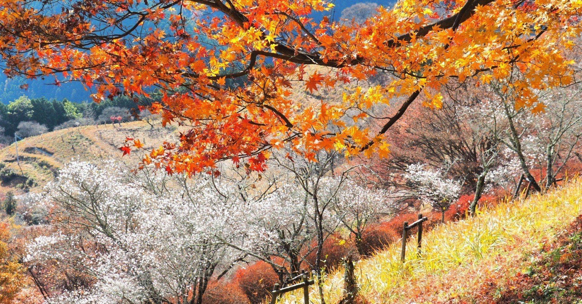 題「花咲く丘」（不思議な花倶楽部）　 押し花　山と花畑の風景 題「花咲く丘」（不思議な花倶楽部） 押し花 山と花畑の風景