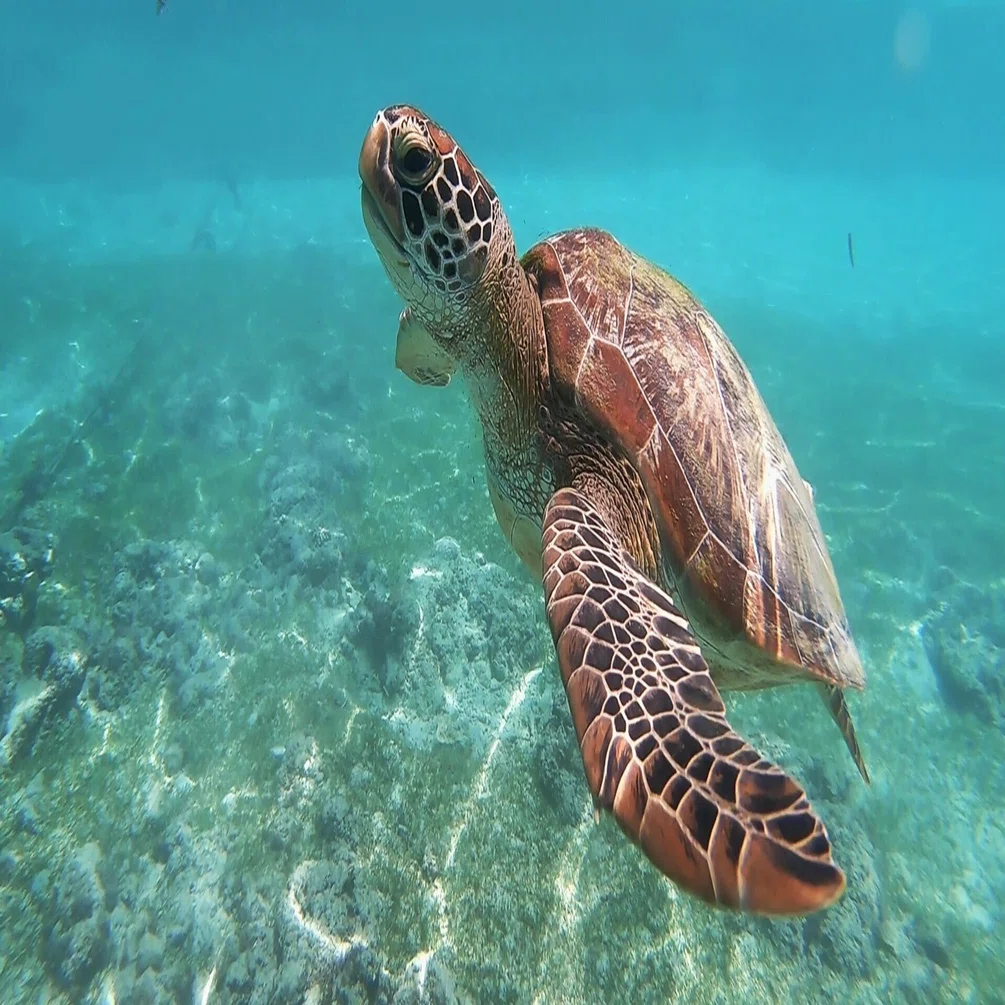 ウミガメに癒される 絶滅の危機に瀕したウミガメの保全活動をおこなっ 