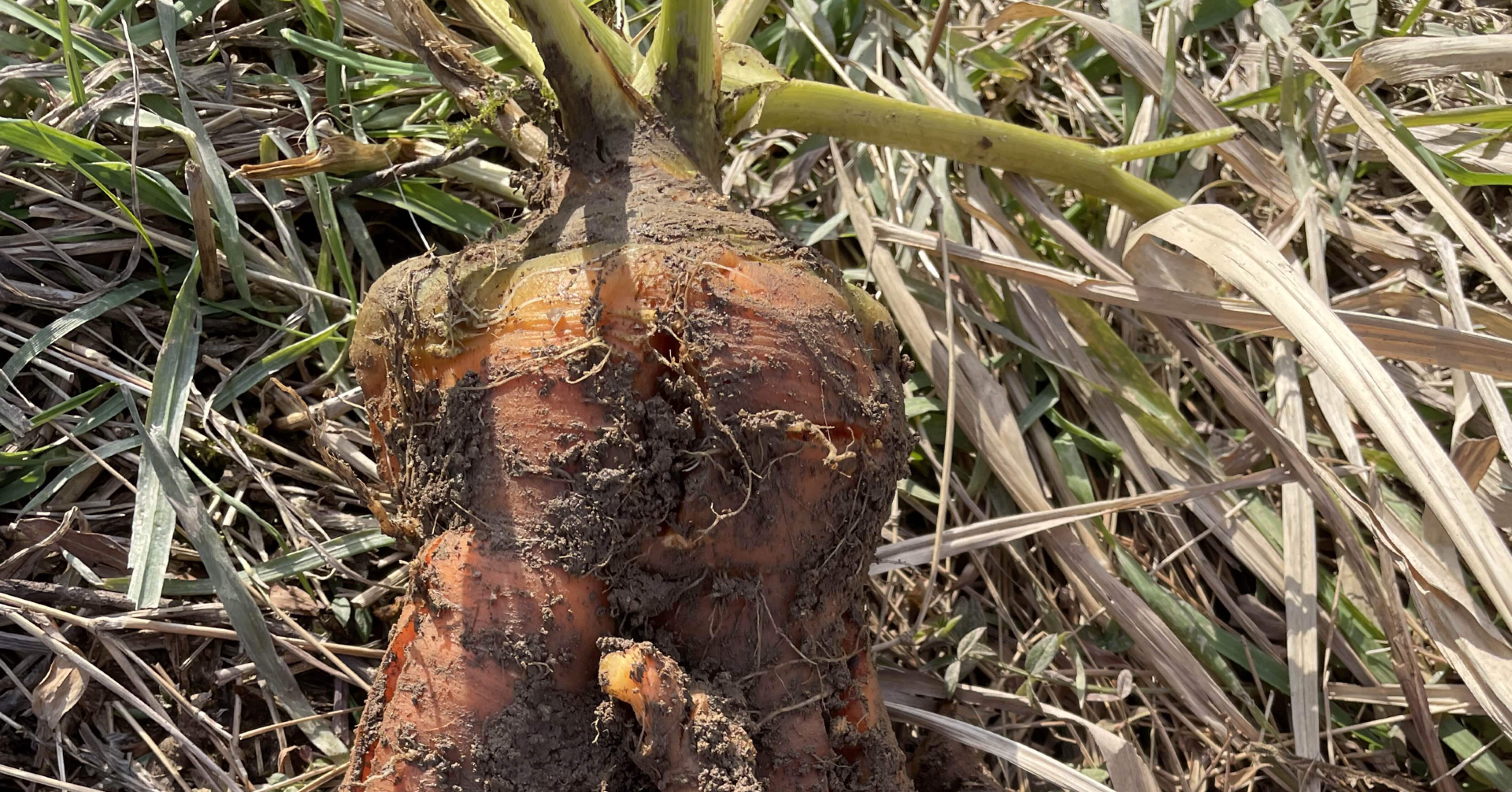 a79f433ef8297c7057b217eaef2e1f