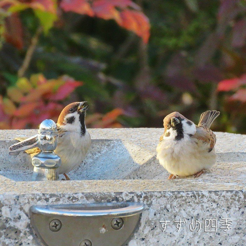 スズメの参観日 体育の授業 翆野 大地 Note