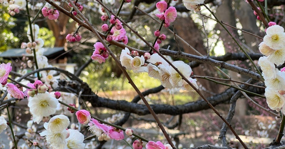 梅壽 花鳥 imgrc0076482081.jpg