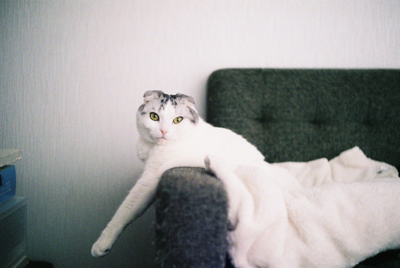 猫と暮らすようになって 誤飲 Watarire Note 猫と暮らすようになって 誤飲 Watarire Note