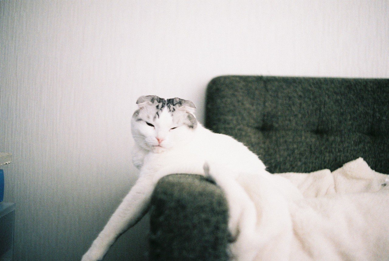 猫と暮らすようになって 誤飲 ワタリレイカ Note 猫と暮らすようになって 誤飲 ワタリレイカ Note