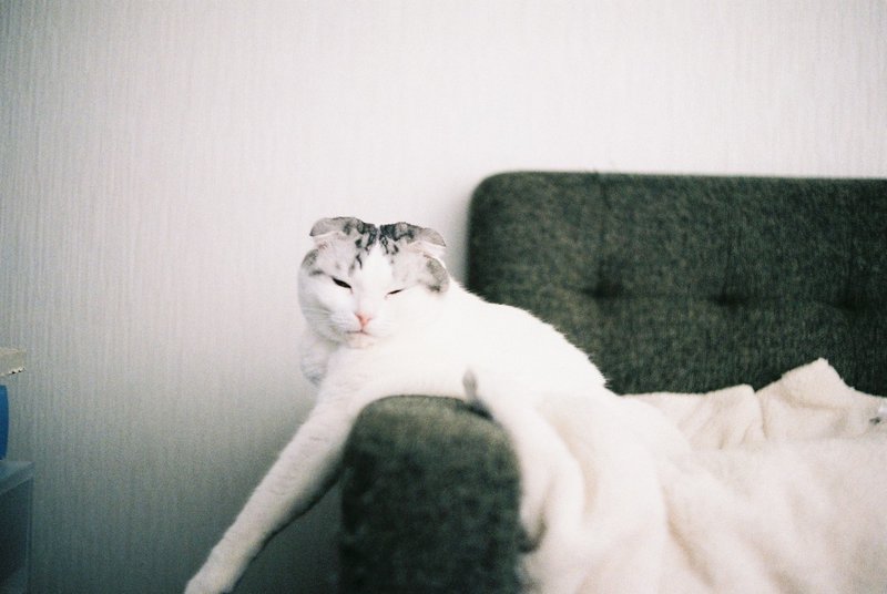猫と暮らすようになって 誤飲 Watarire Note