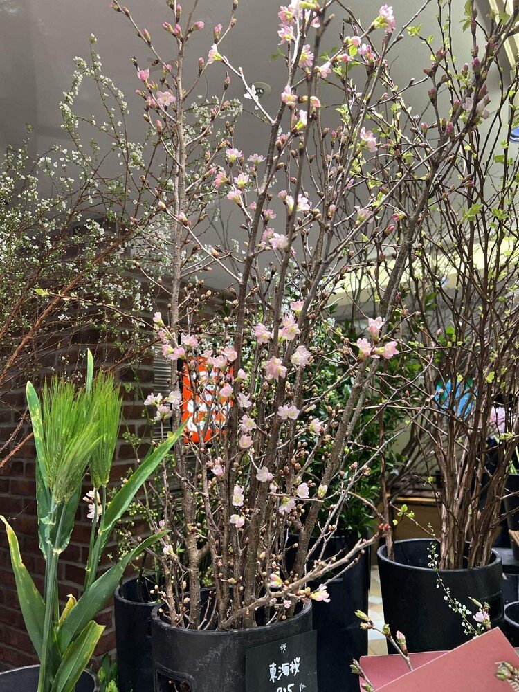 東海桜。花がふっくらと華やか。今年はどの花にしようかと店先で佇む。