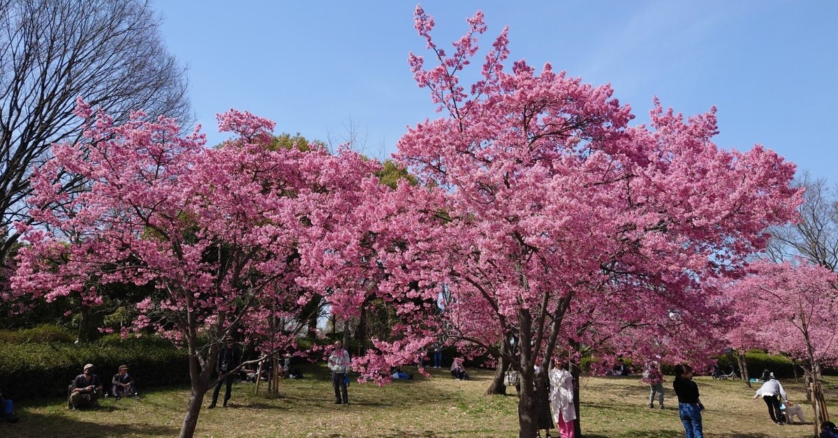 花博記念公園鶴見緑地2022年3月5日-16日【早咲き桜】｜レタス