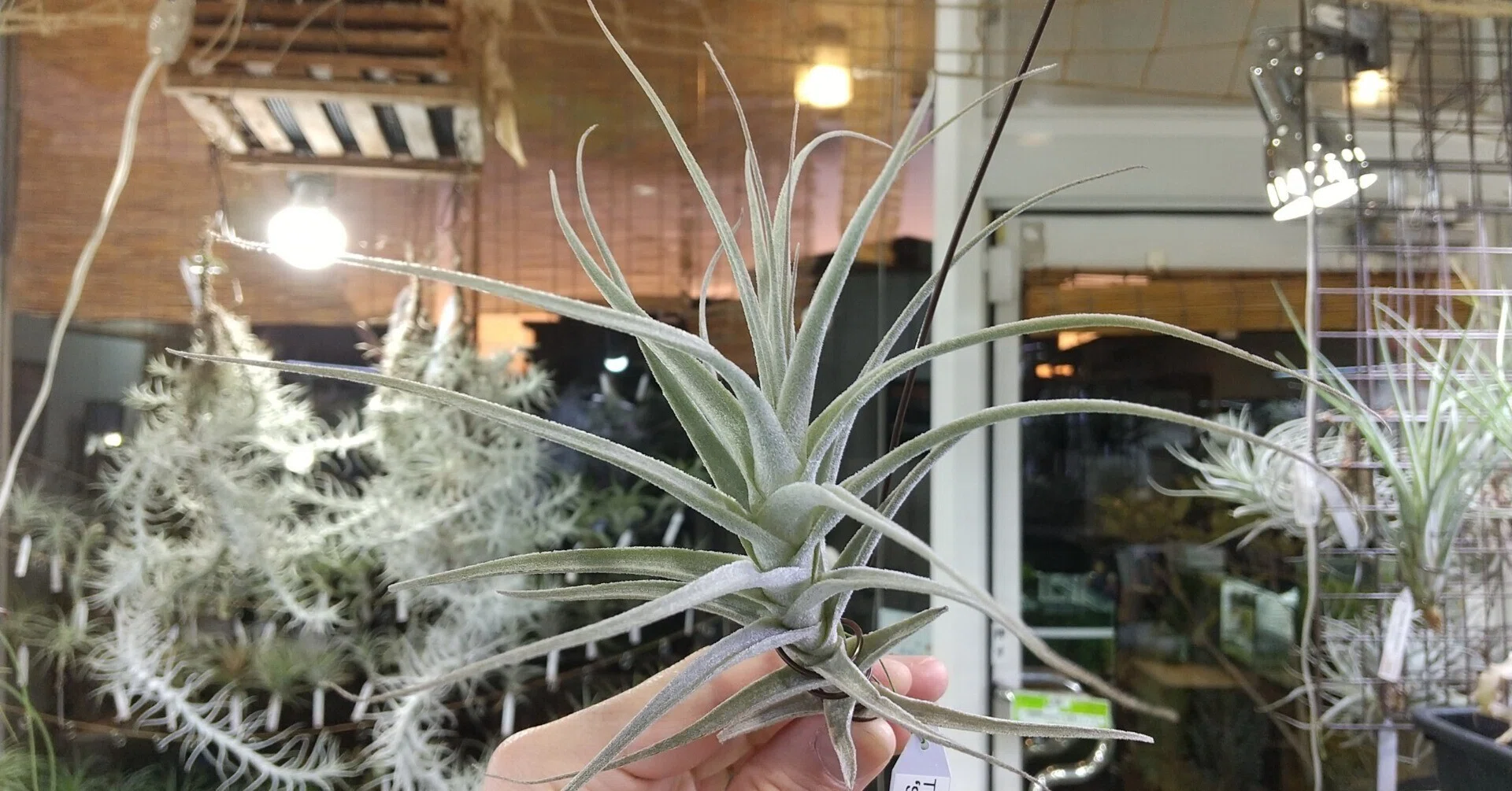 チランジア カウツキー (天然採取株、採取地データ付き)Tillandsia 